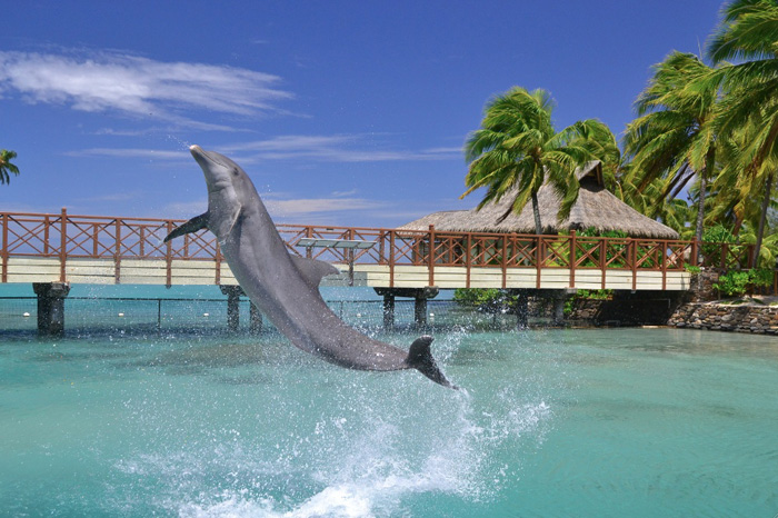 Sortie mer dauphins Moorea